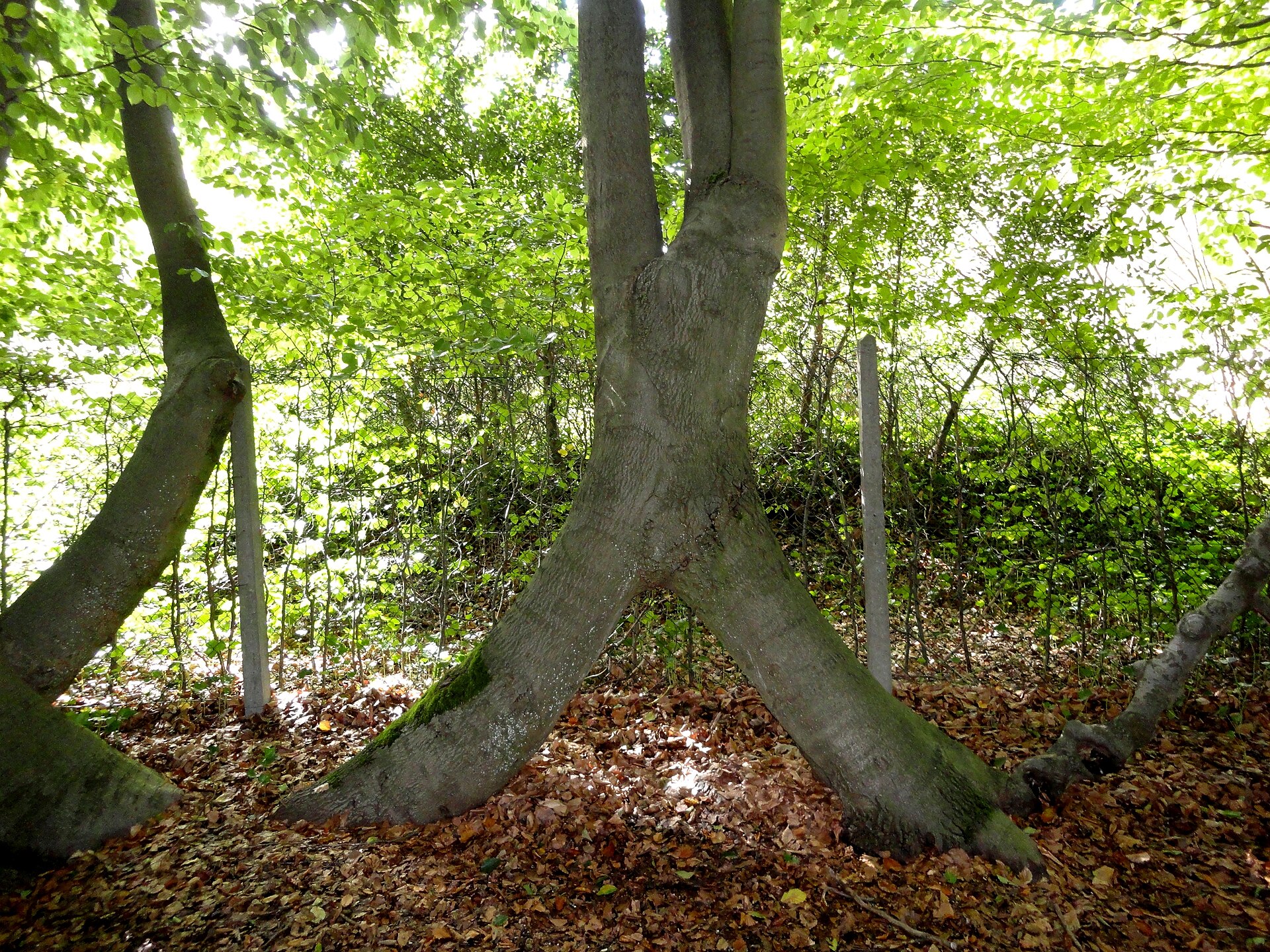 Groen parklandschap in park De Mik aan de rand van Sint-Job-in-'t-Goor en Brasschaat